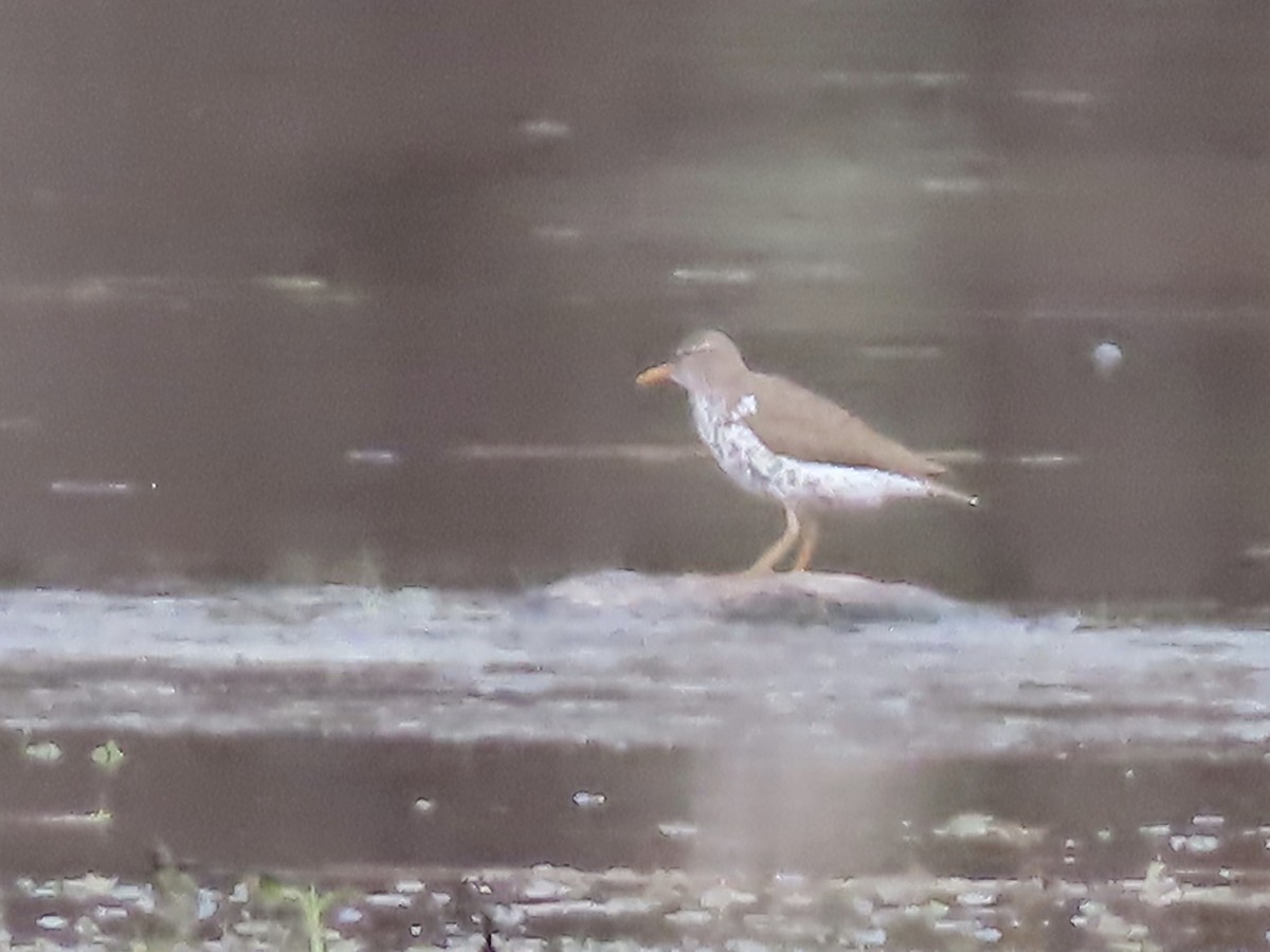 Spotted Sandpiper - ML618181013