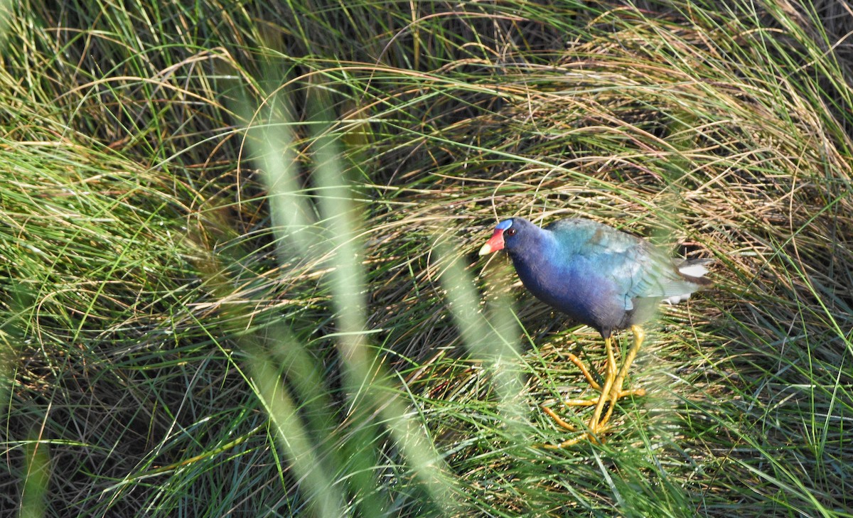 Purple Gallinule - Cyrus Allen