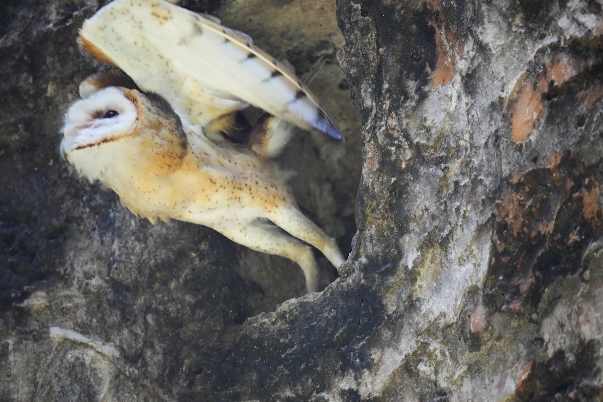 Barn Owl - Alan Lenk