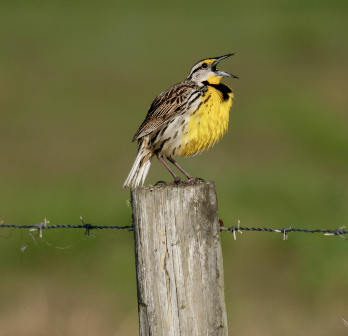 Eastern Meadowlark - ML618181050