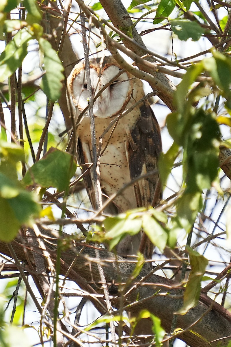 Barn Owl - Alan Lenk