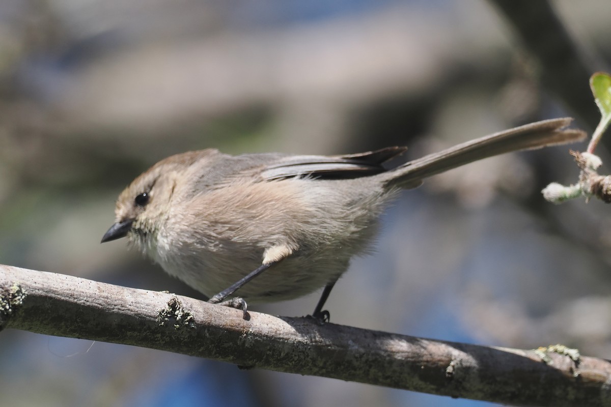 Bushtit - Donna Pomeroy