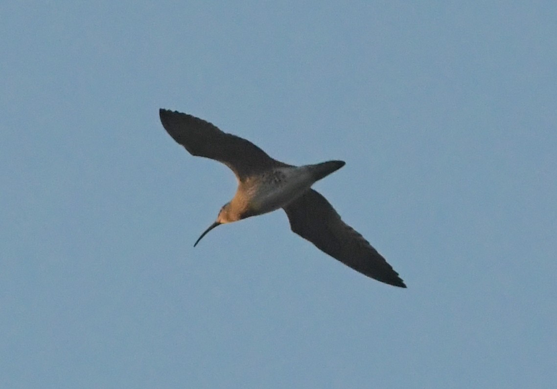 Whimbrel (European) - Gabriel Jamie