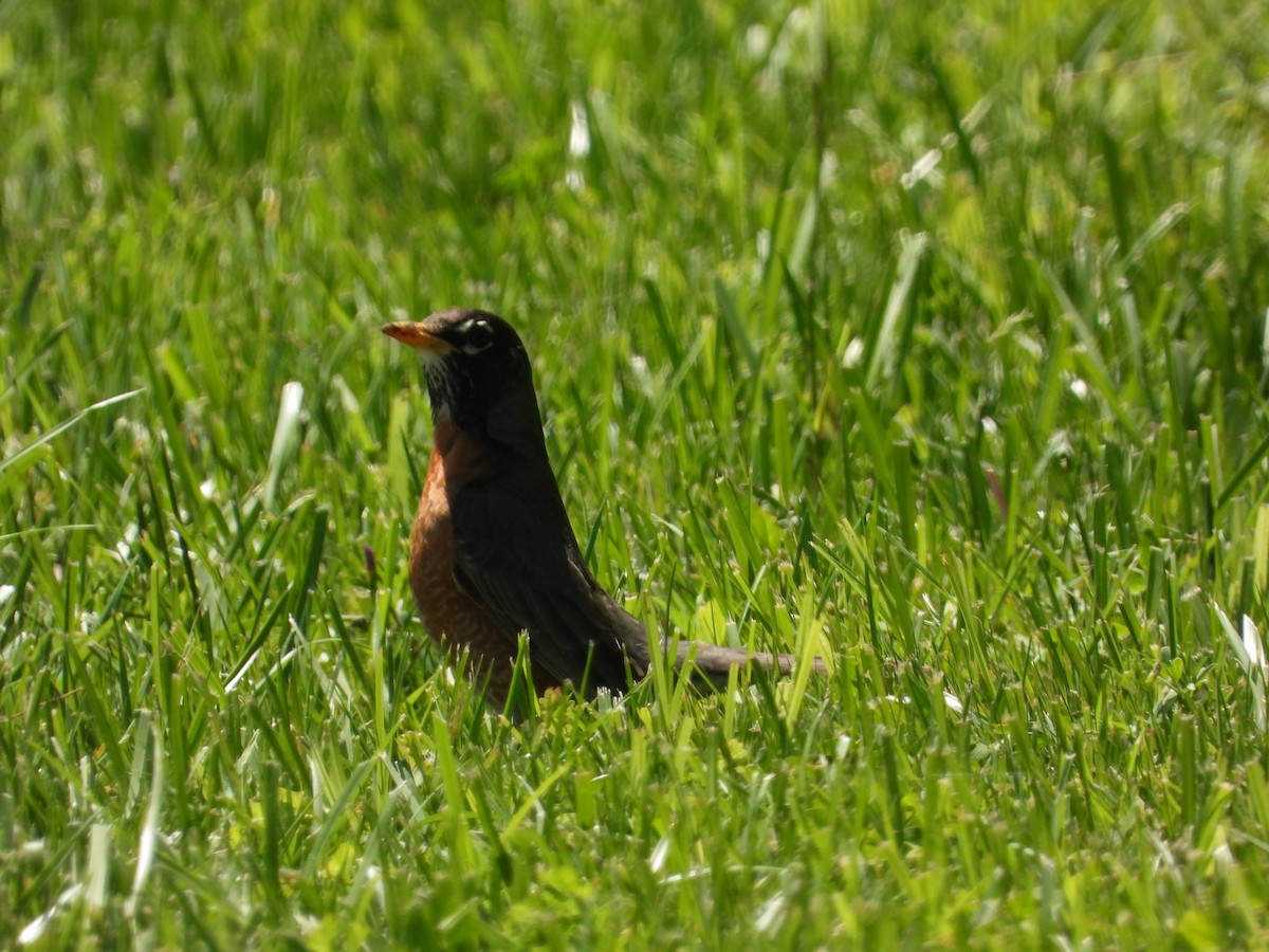 American Robin - ML618181071