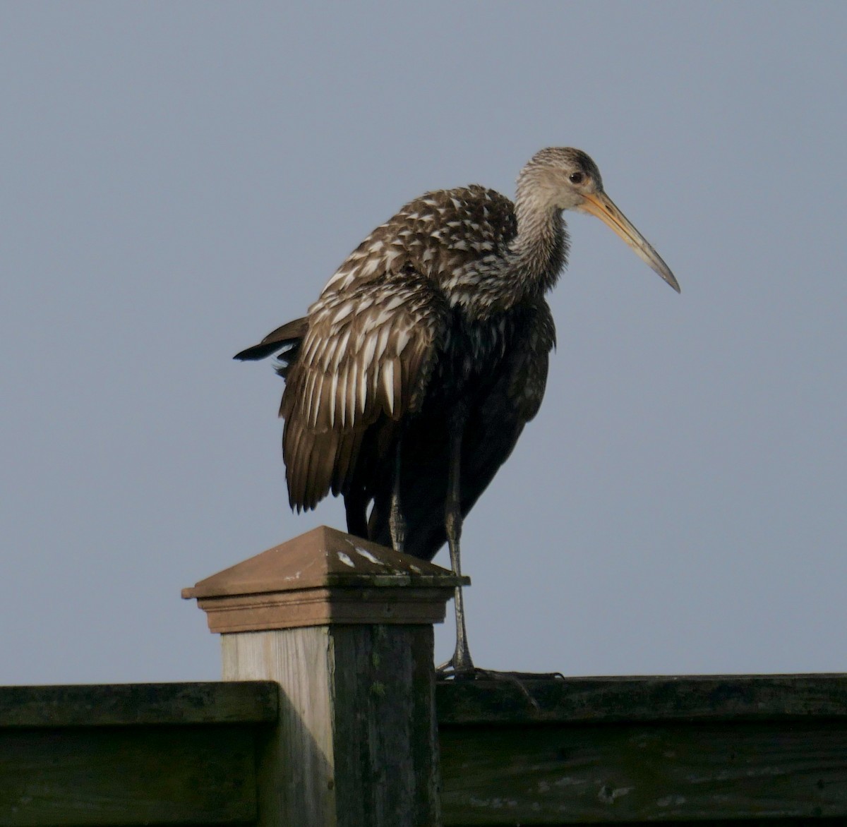 Limpkin - ML618181080