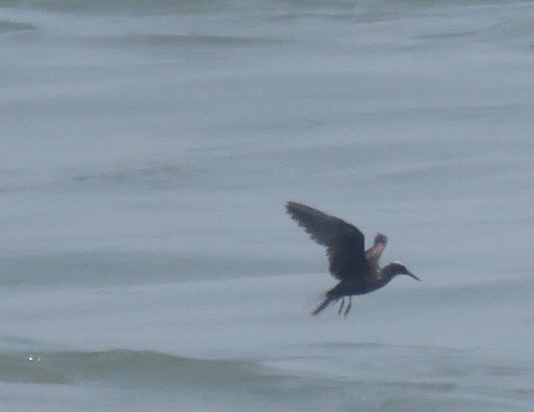 Black Noddy - Mel Cooksey