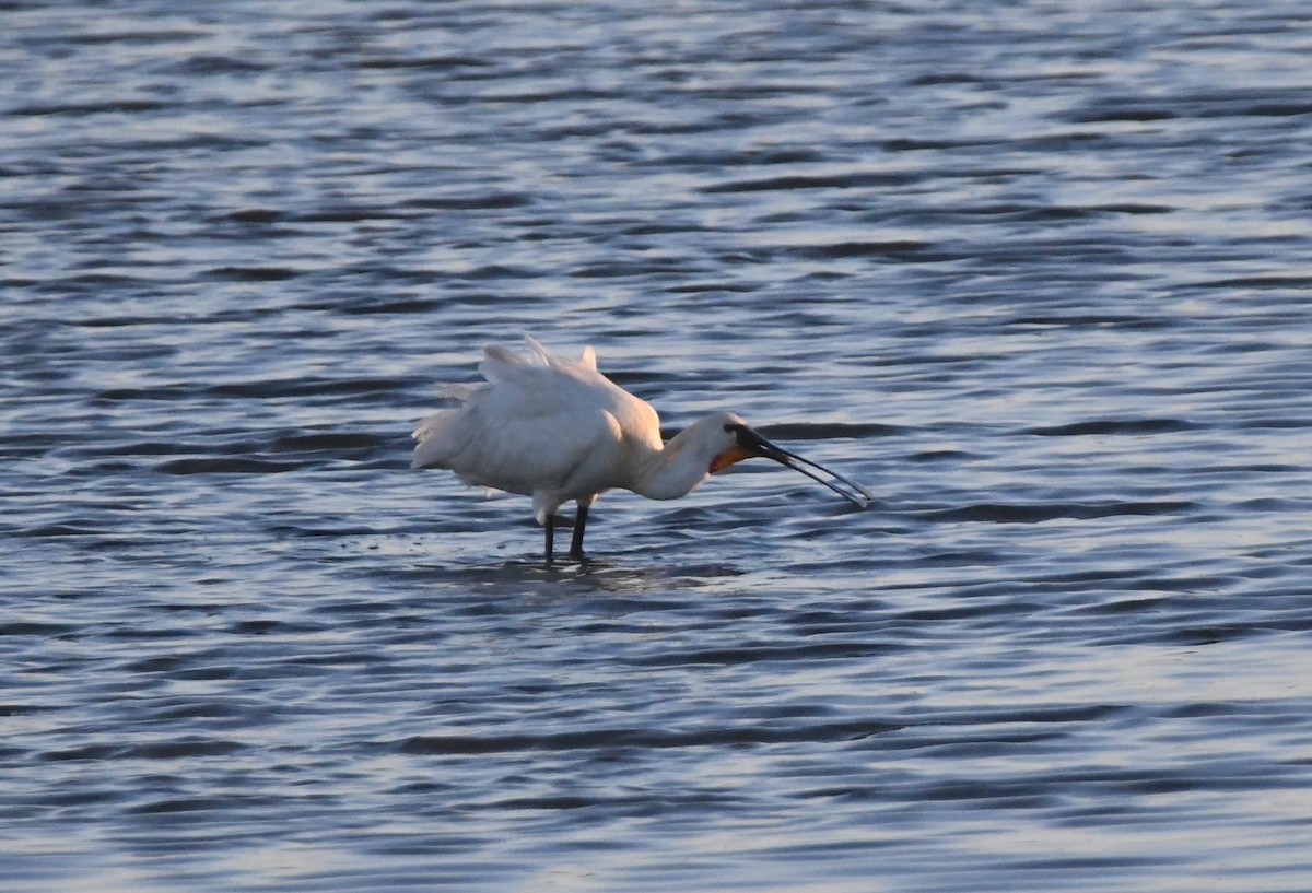 Eurasian Spoonbill - Gabriel Jamie