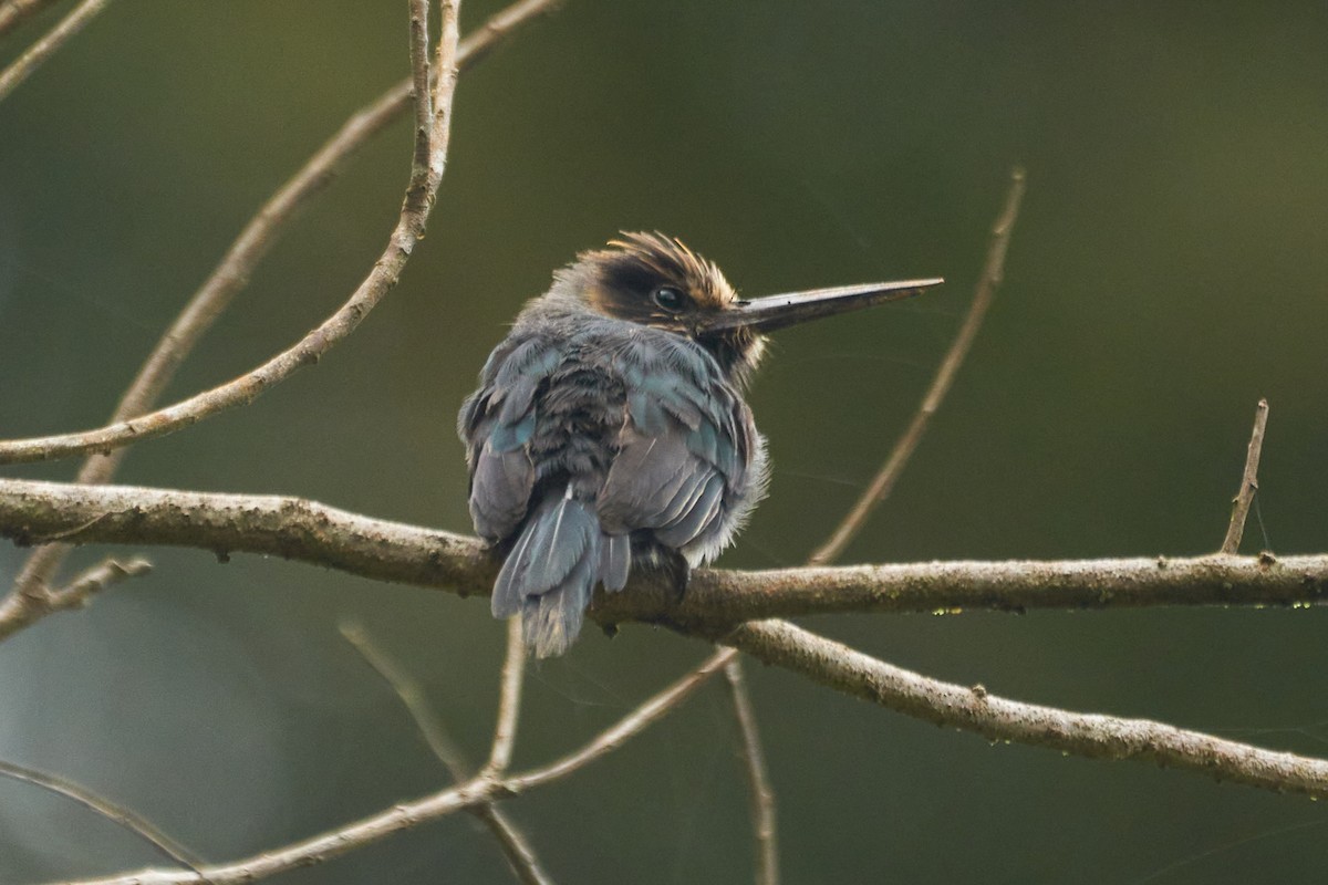 Three-toed Jacamar - ML618181123