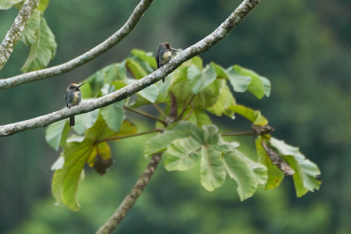 Three-toed Jacamar - ML618181124