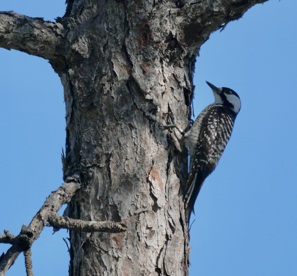 Red-cockaded Woodpecker - ML618181172