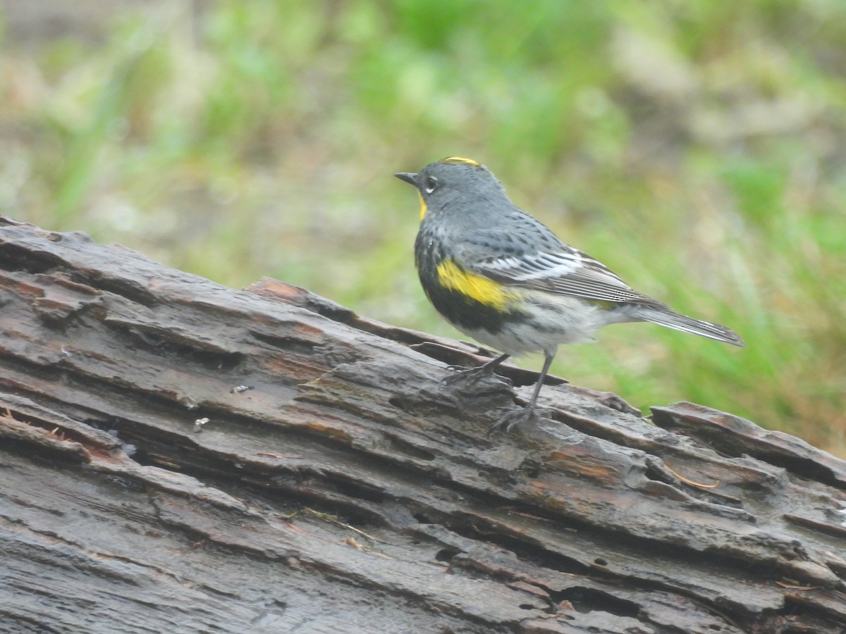 Yellow-rumped Warbler (Audubon's) - Mark Stevens