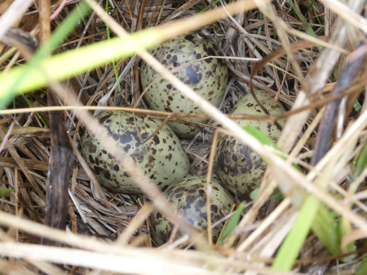 Wilson's Snipe - ML61818121