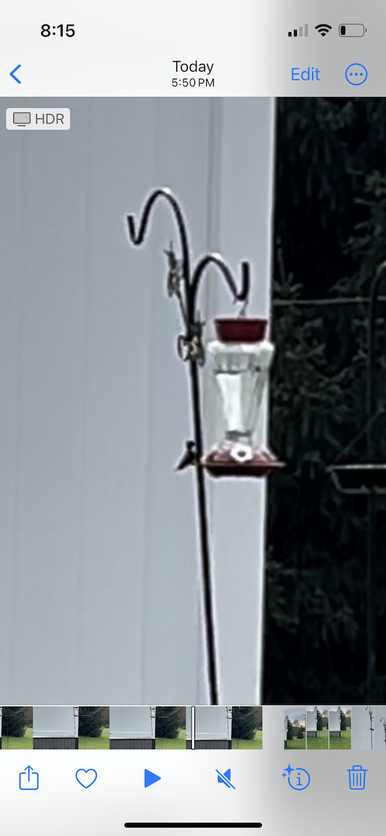 Рубиновогорлый колибри - ML618181213