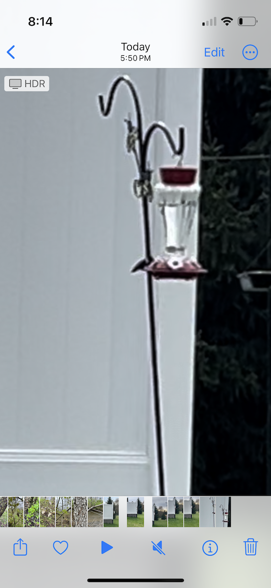 Рубиновогорлый колибри - ML618181214