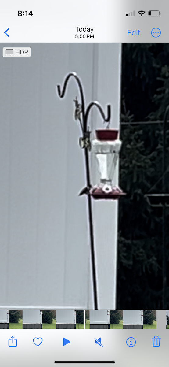 Рубиновогорлый колибри - ML618181215