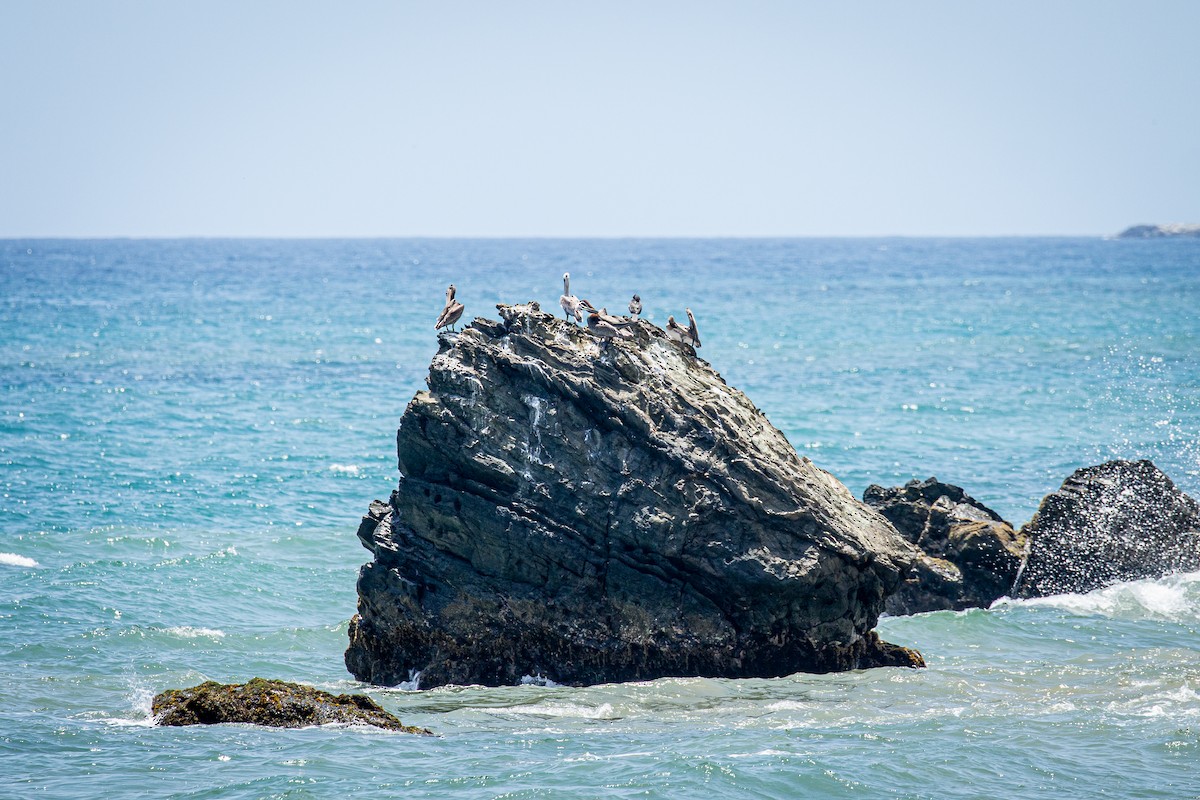 Brown Pelican - Francisco Russo