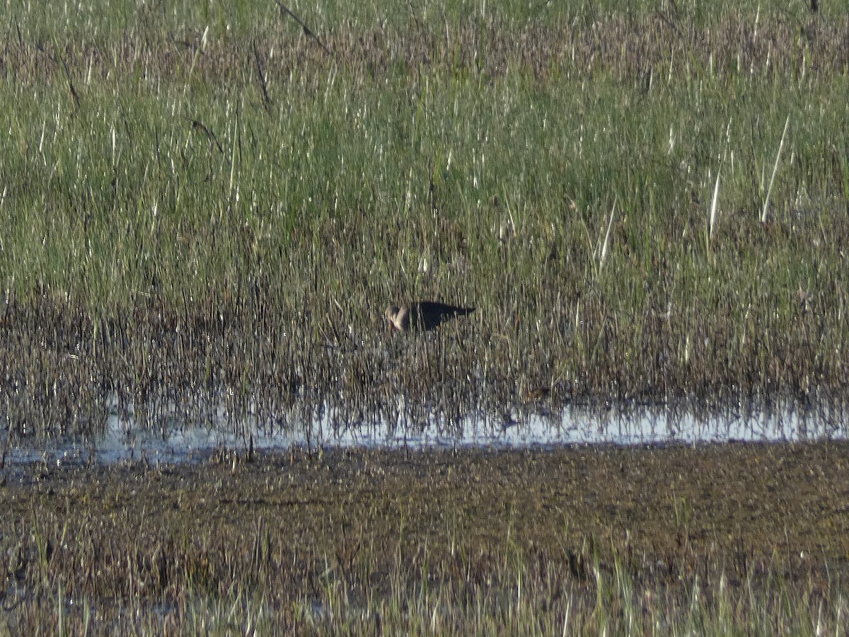 Hudsonian Godwit - Gabriel Wiltse