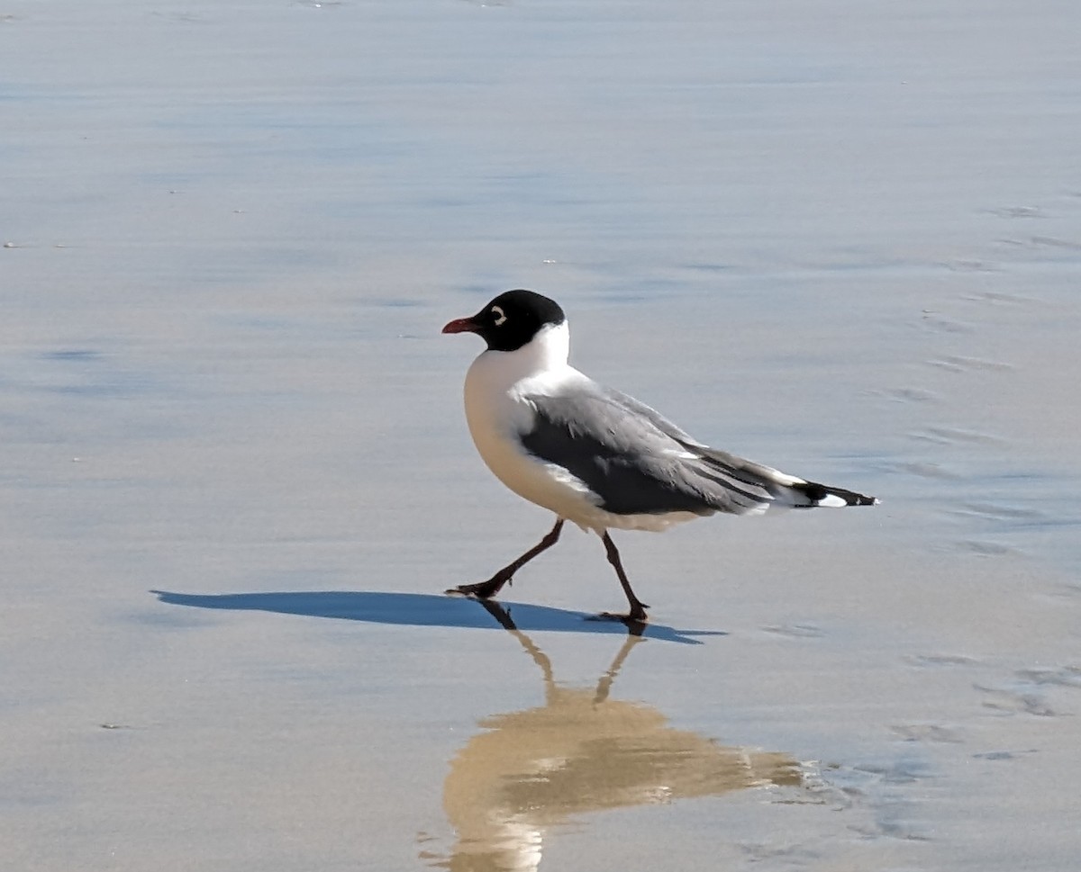 Mouette de Franklin - ML618181273