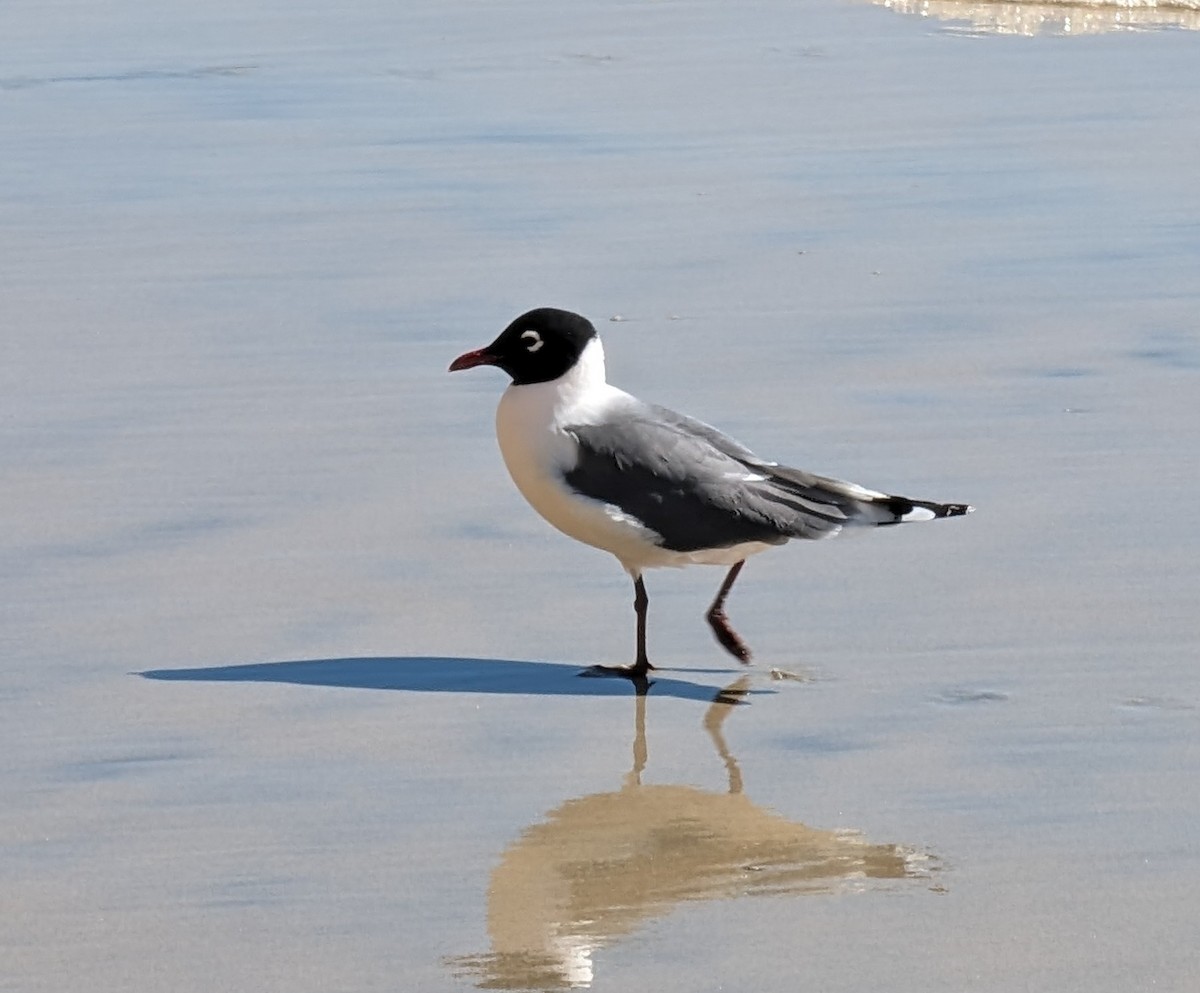 Mouette de Franklin - ML618181281