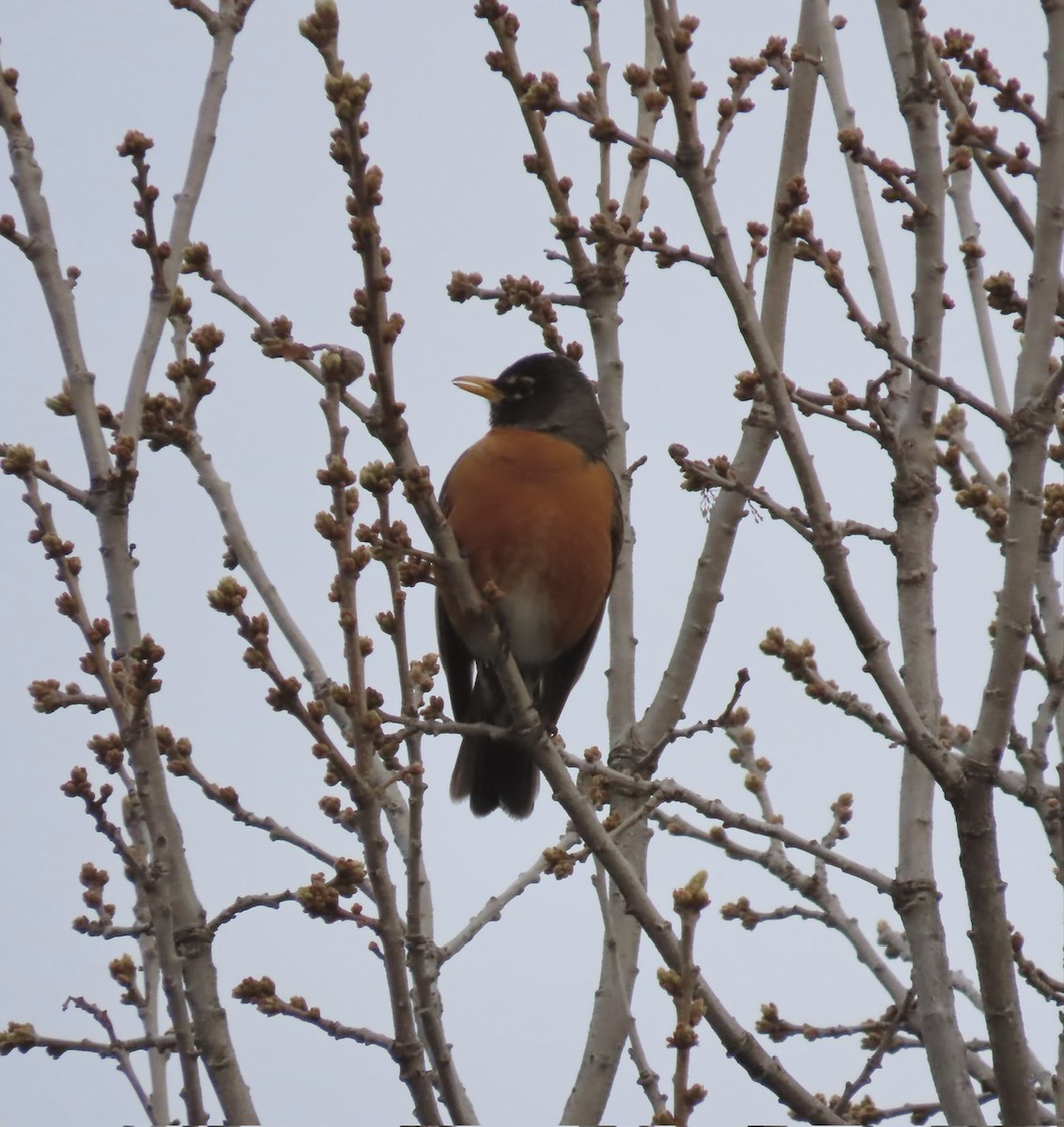 American Robin - Emily Dunning