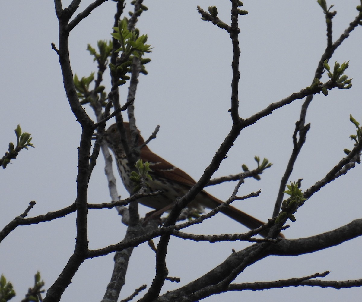 Brown Thrasher - Anna Testone