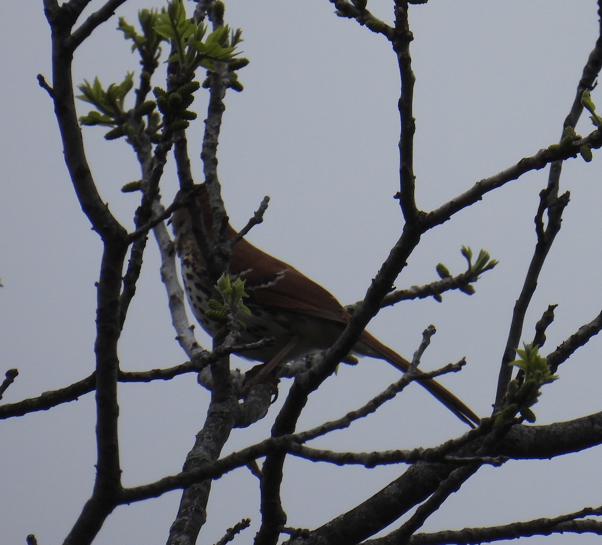 Brown Thrasher - ML618181294