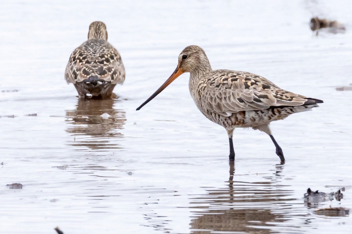 Hudsonian Godwit - Rita Flohr