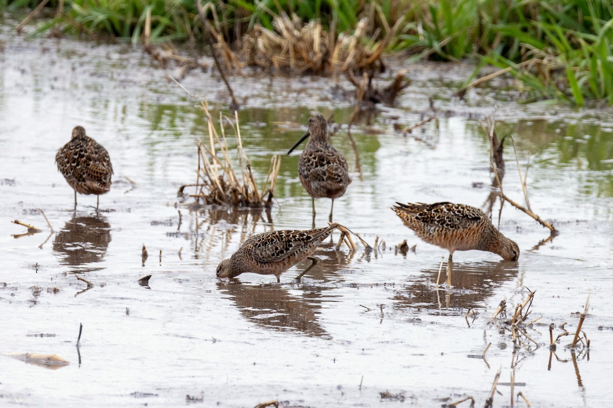 Hudsonian Godwit - Anonymous