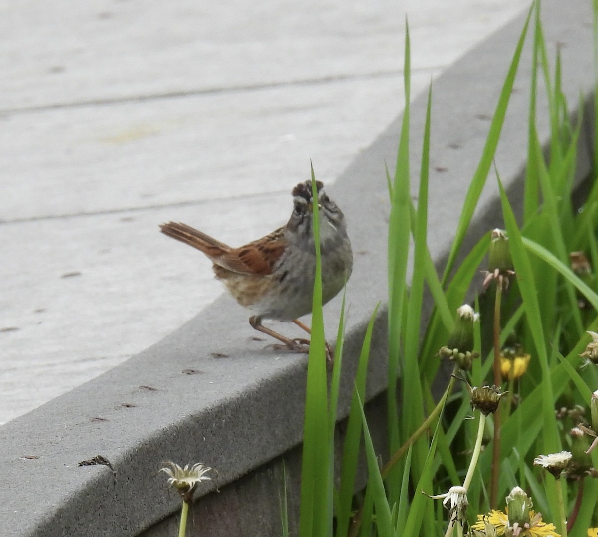 Swamp Sparrow - ML618181331