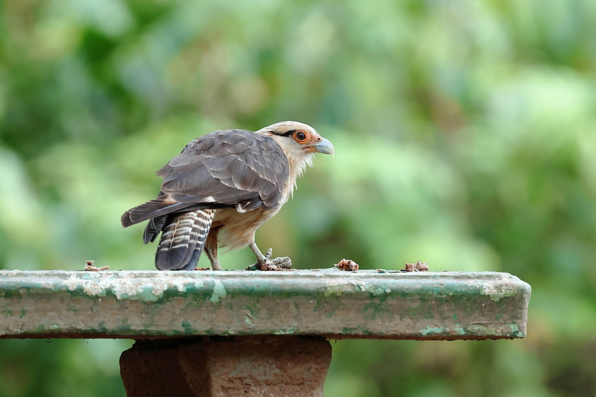 Yellow-headed Caracara - Jennifer Zelik