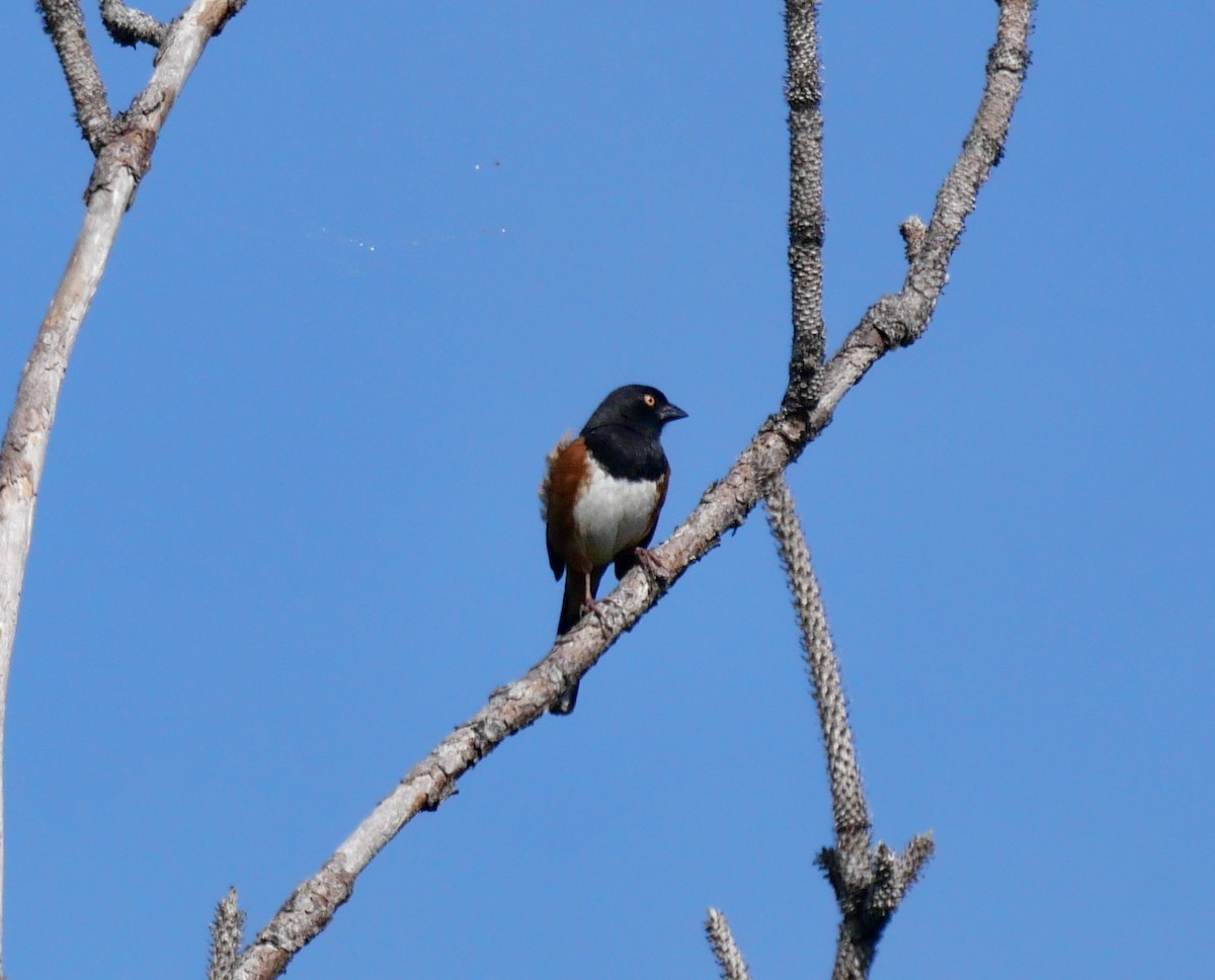 Eastern Towhee - ML618181353