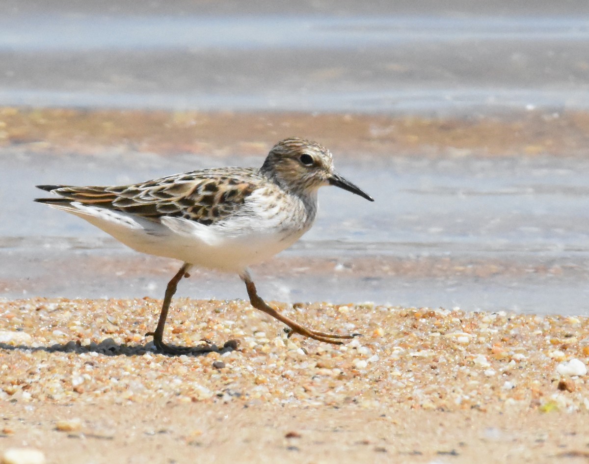 Least Sandpiper - John Lynch