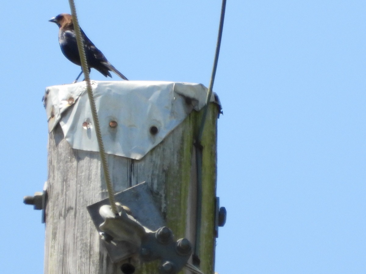 Brown-headed Cowbird - ML618181381