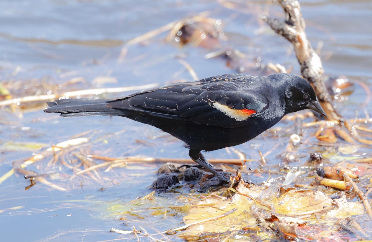 Red-winged Blackbird - Robert Bochenek