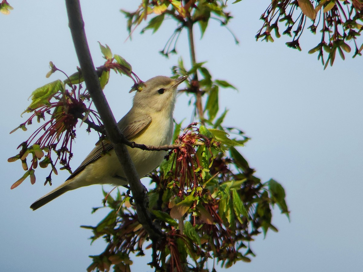 Warbling Vireo - ML618181411