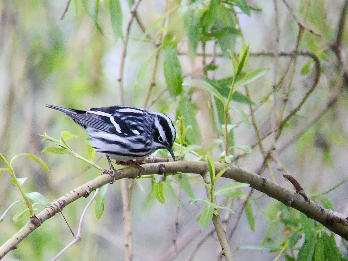 Black-and-white Warbler - ML618181425