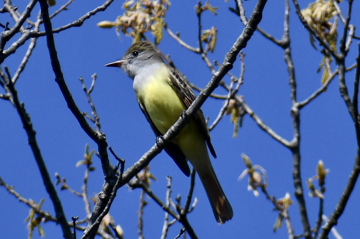 Great Crested Flycatcher - ML618181426