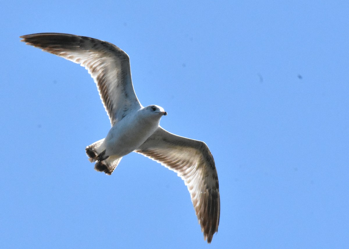 Ring-billed Gull - ML618181427