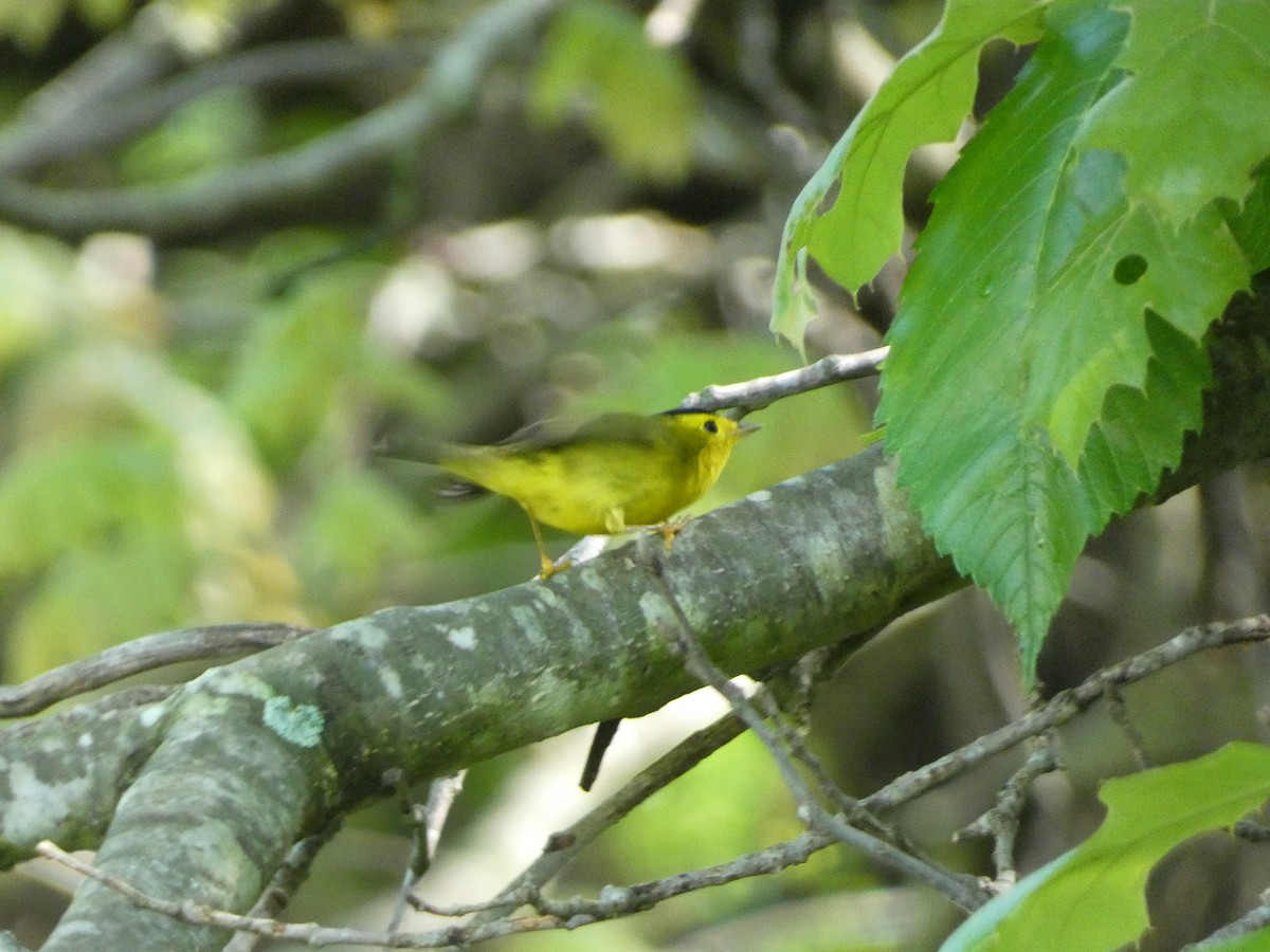 Wilson's Warbler - Josh Matlock