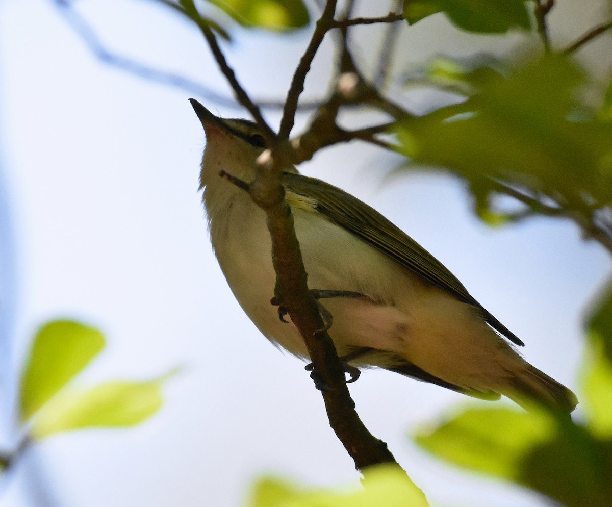 Red-eyed Vireo - ML618181468