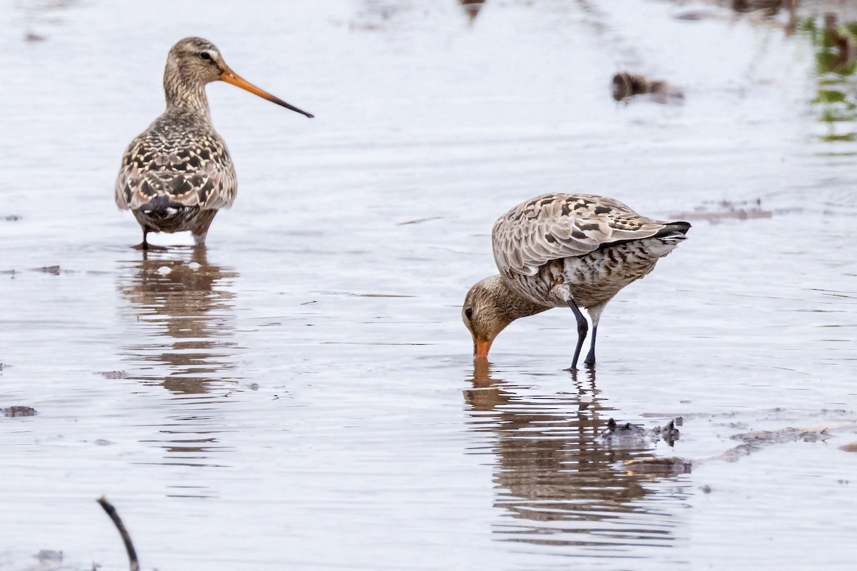 Hudsonian Godwit - Rita Flohr