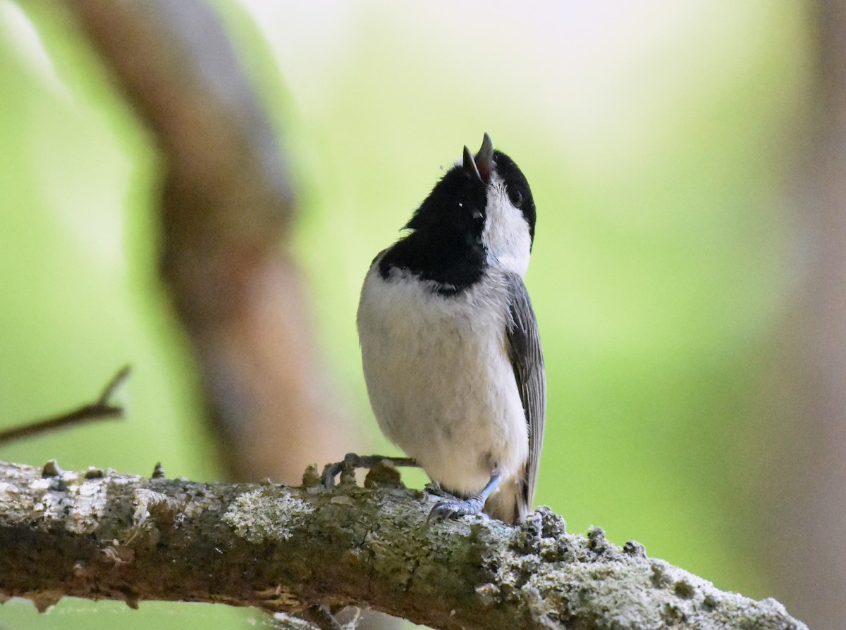 Carolina Chickadee - ML618181489