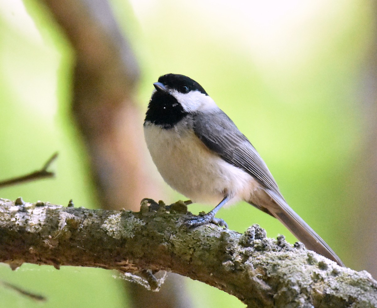 Carolina Chickadee - ML618181492