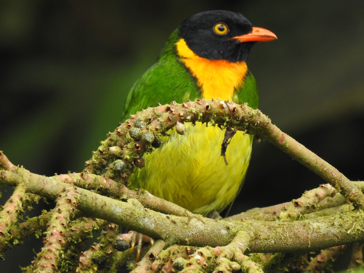 Orange-breasted Fruiteater - Justin Harris