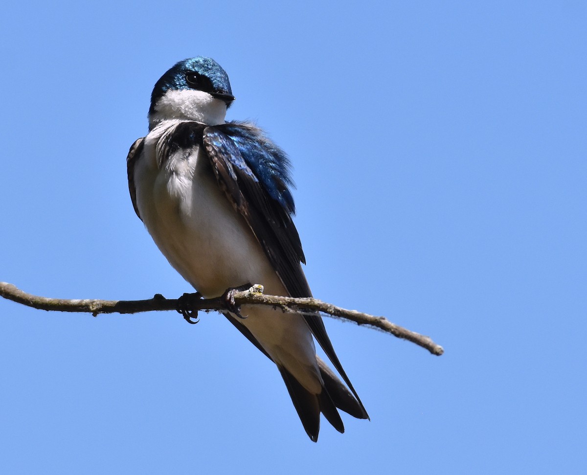 Tree Swallow - ML618181548