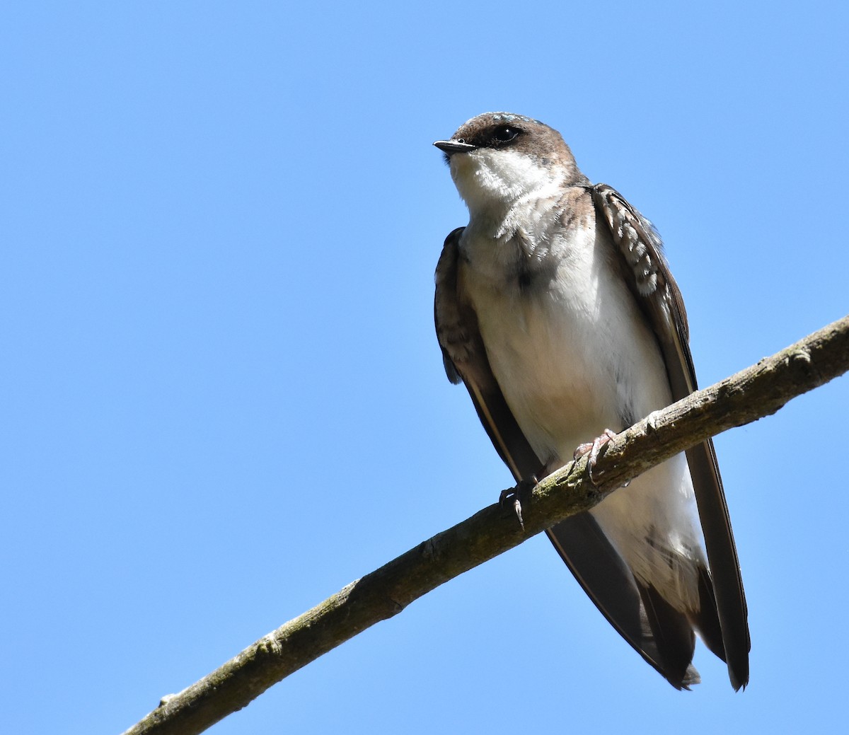 Tree Swallow - John Lynch