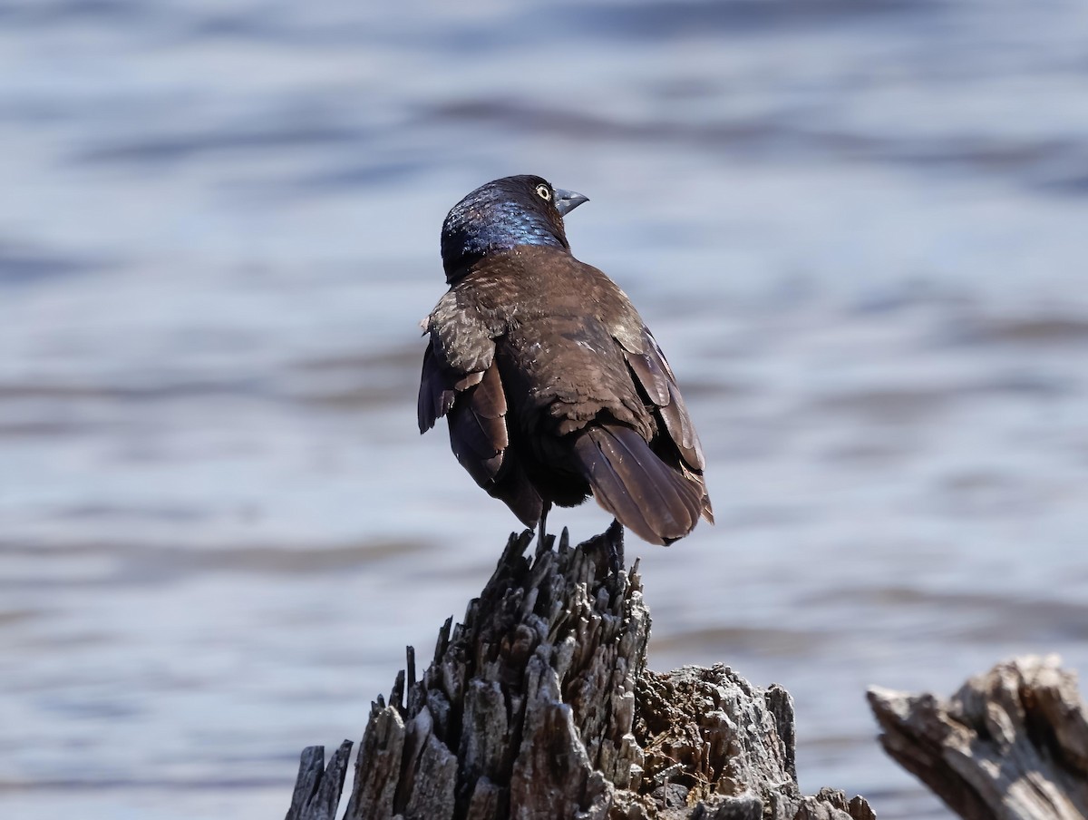 Common Grackle - Robert Bochenek