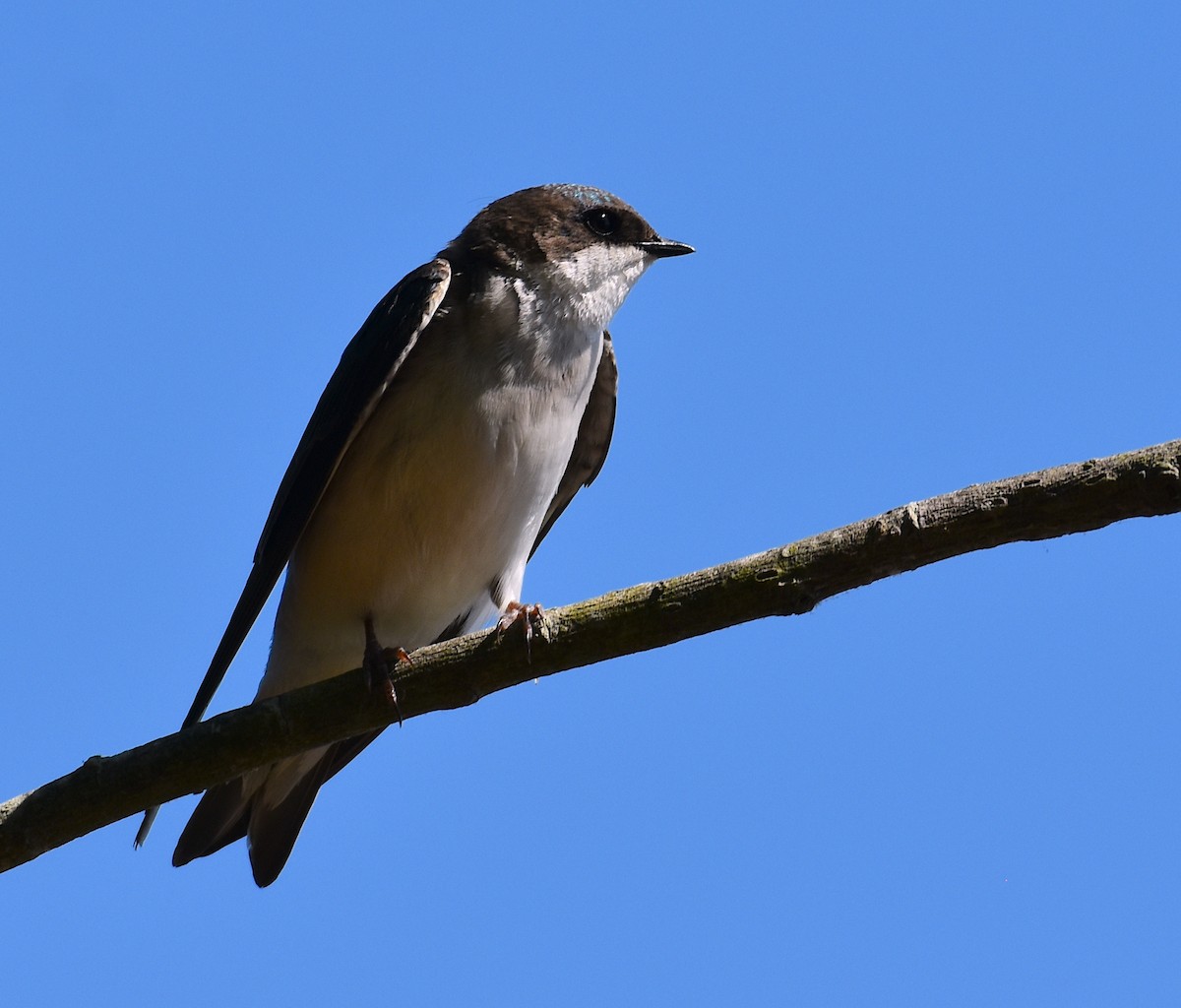 Tree Swallow - ML618181556