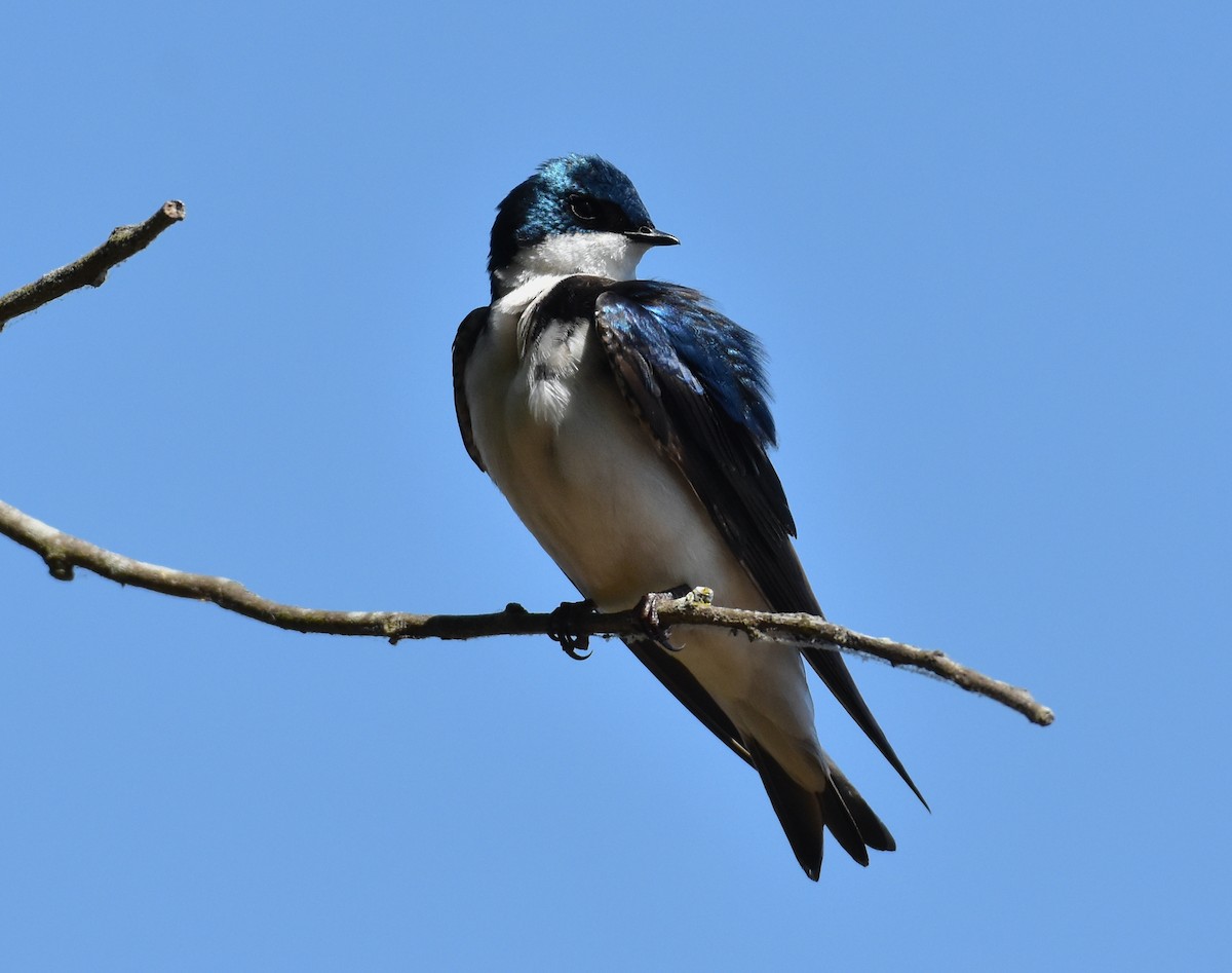 Tree Swallow - ML618181558