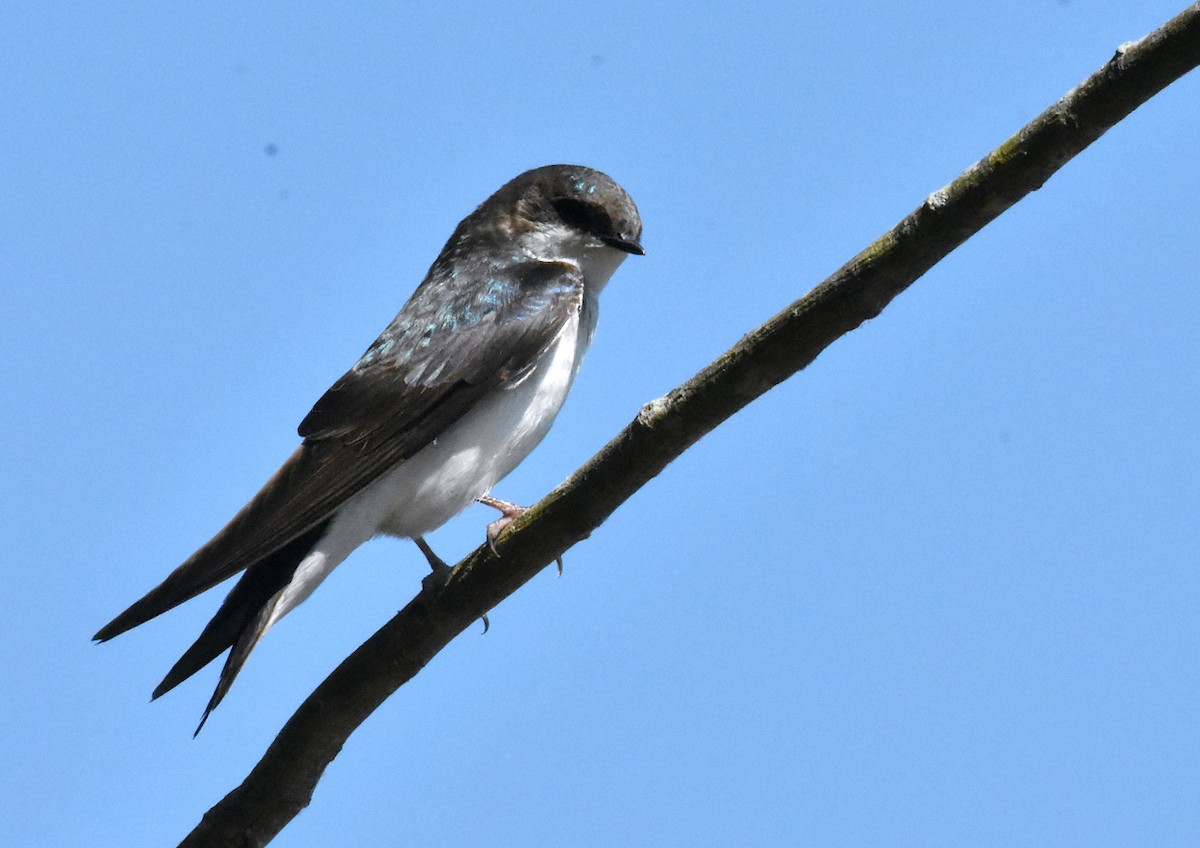 Tree Swallow - ML618181559